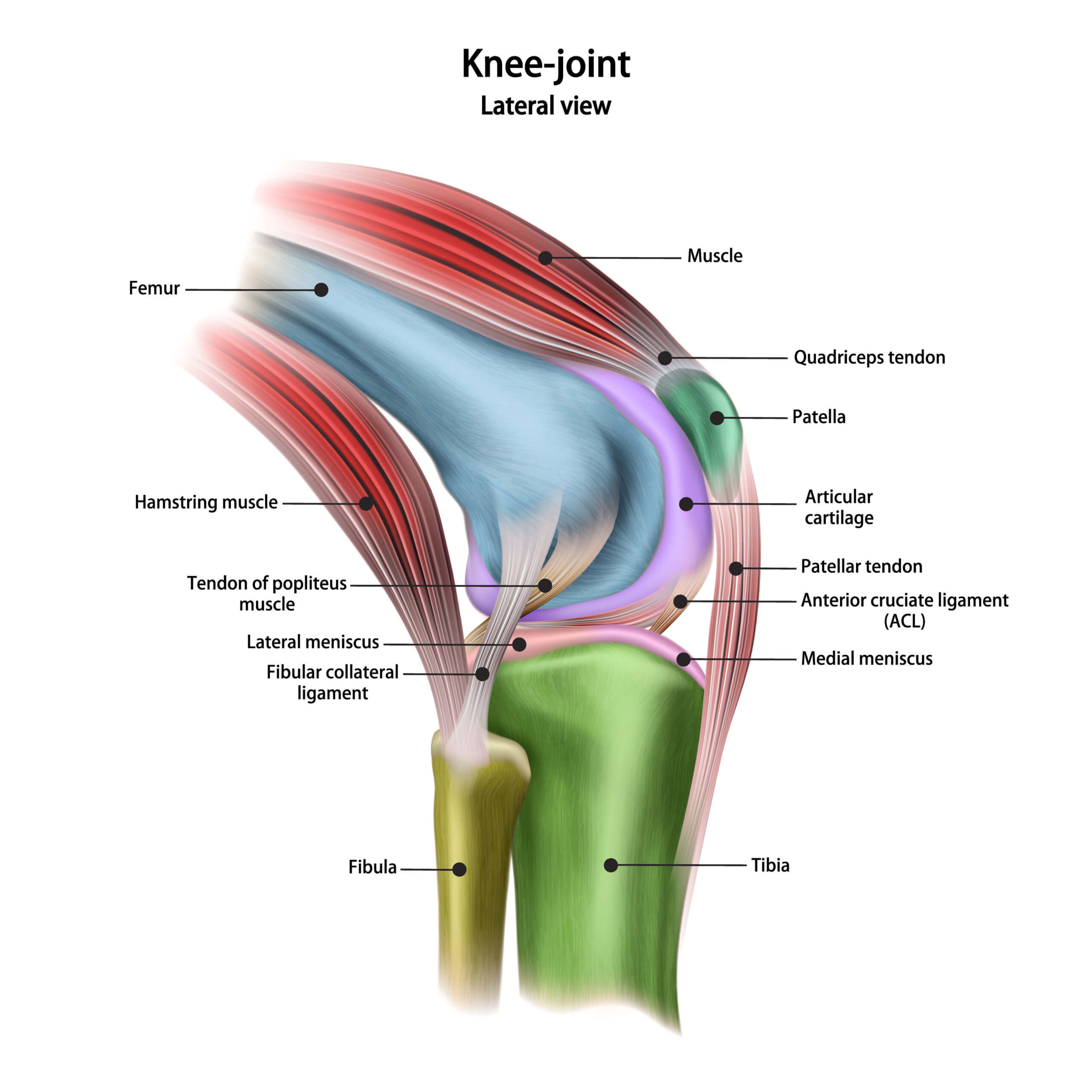 Knee Ligament Injuries: Sprains & Tears