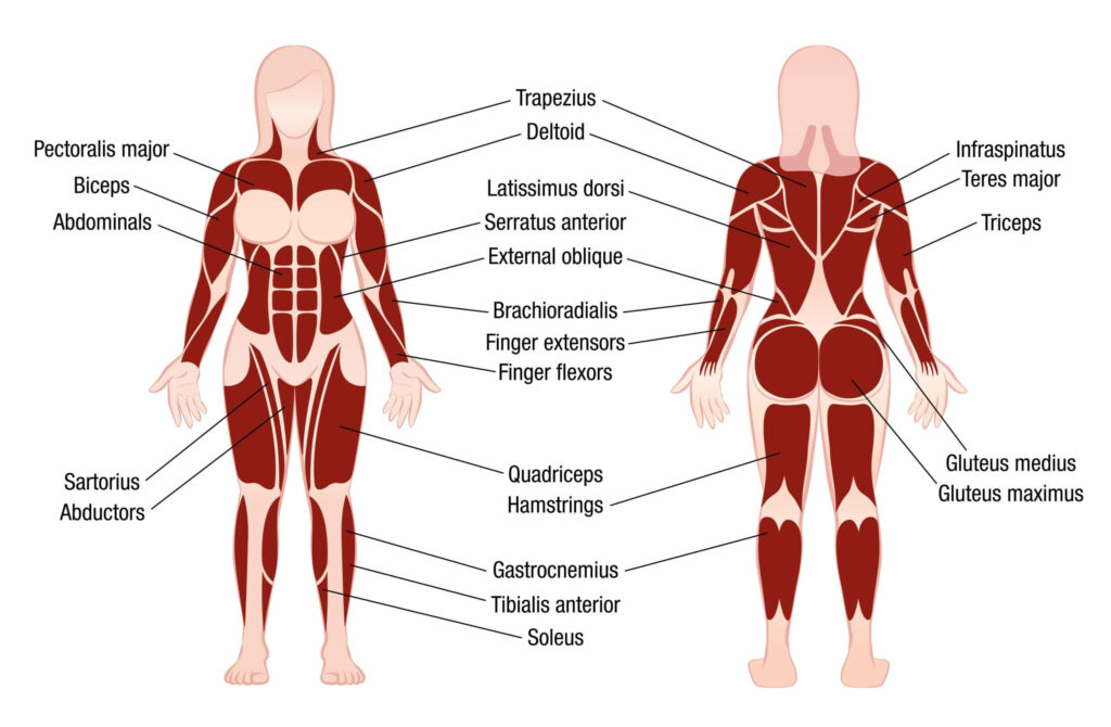 Signs & Symptoms of Strained Muscles